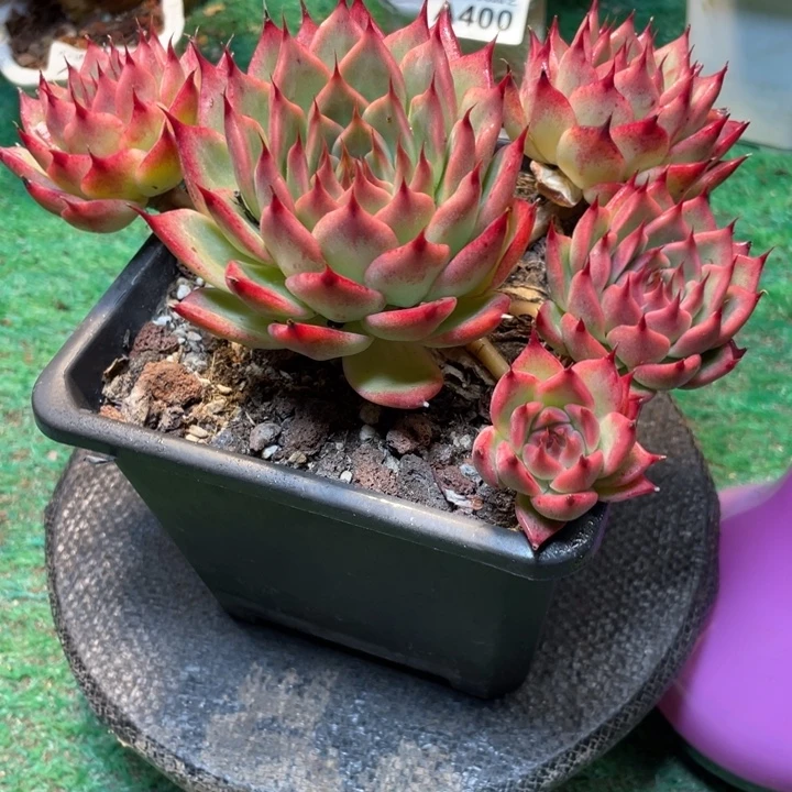 苹****托斯卡多肉一物一拍