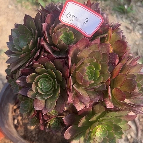 多肉植物红魔125