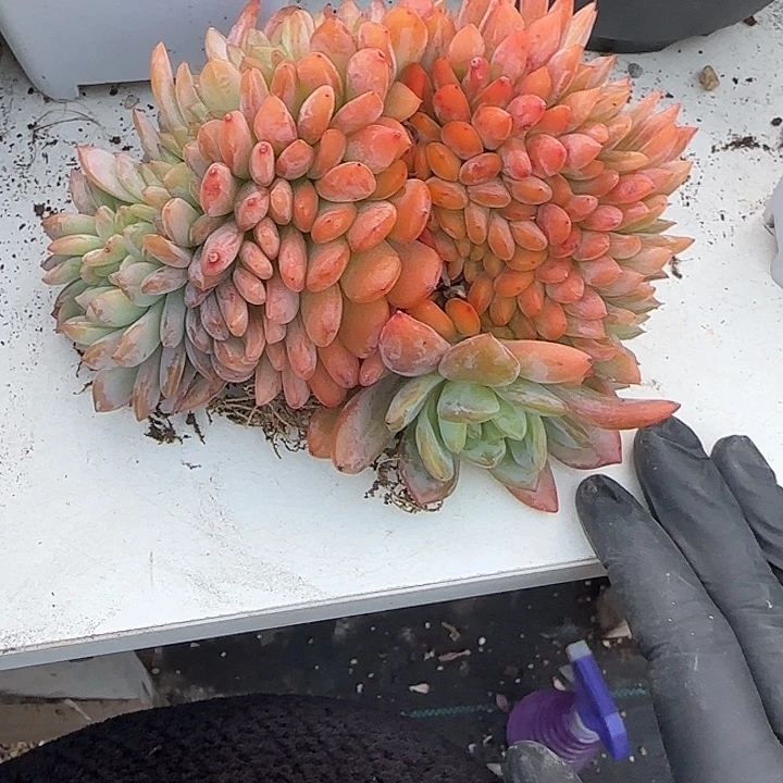 小***雪青蛙王子儿童牙膏套装11