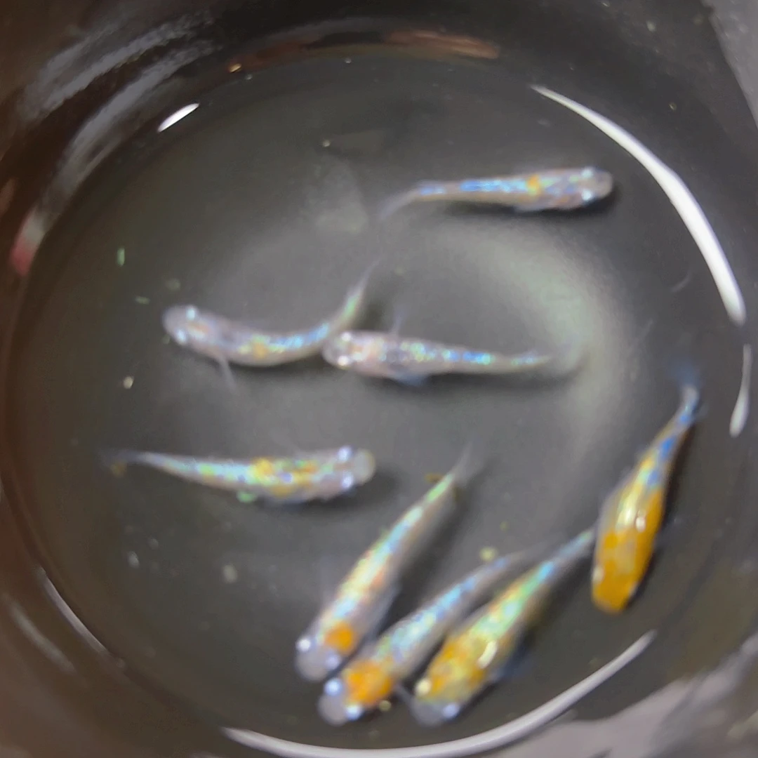 青鳉王华海王星,8号链接