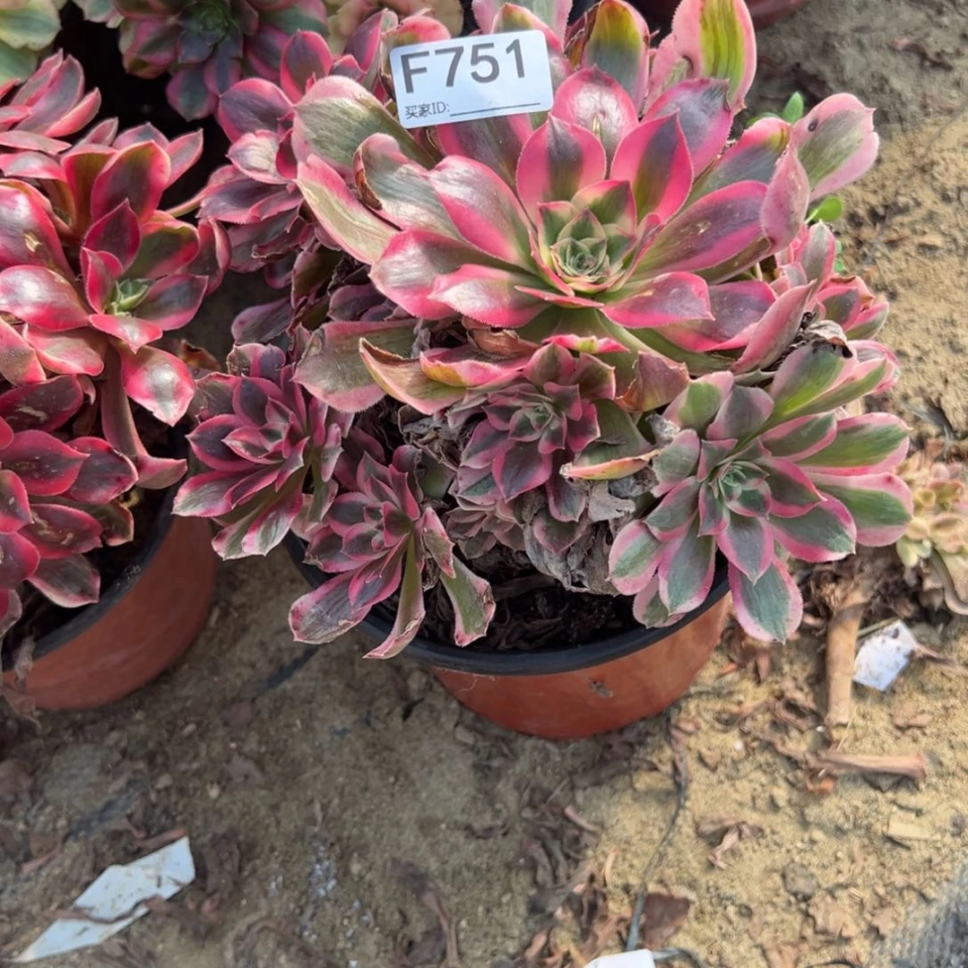 751粉女巫多肉植物法师