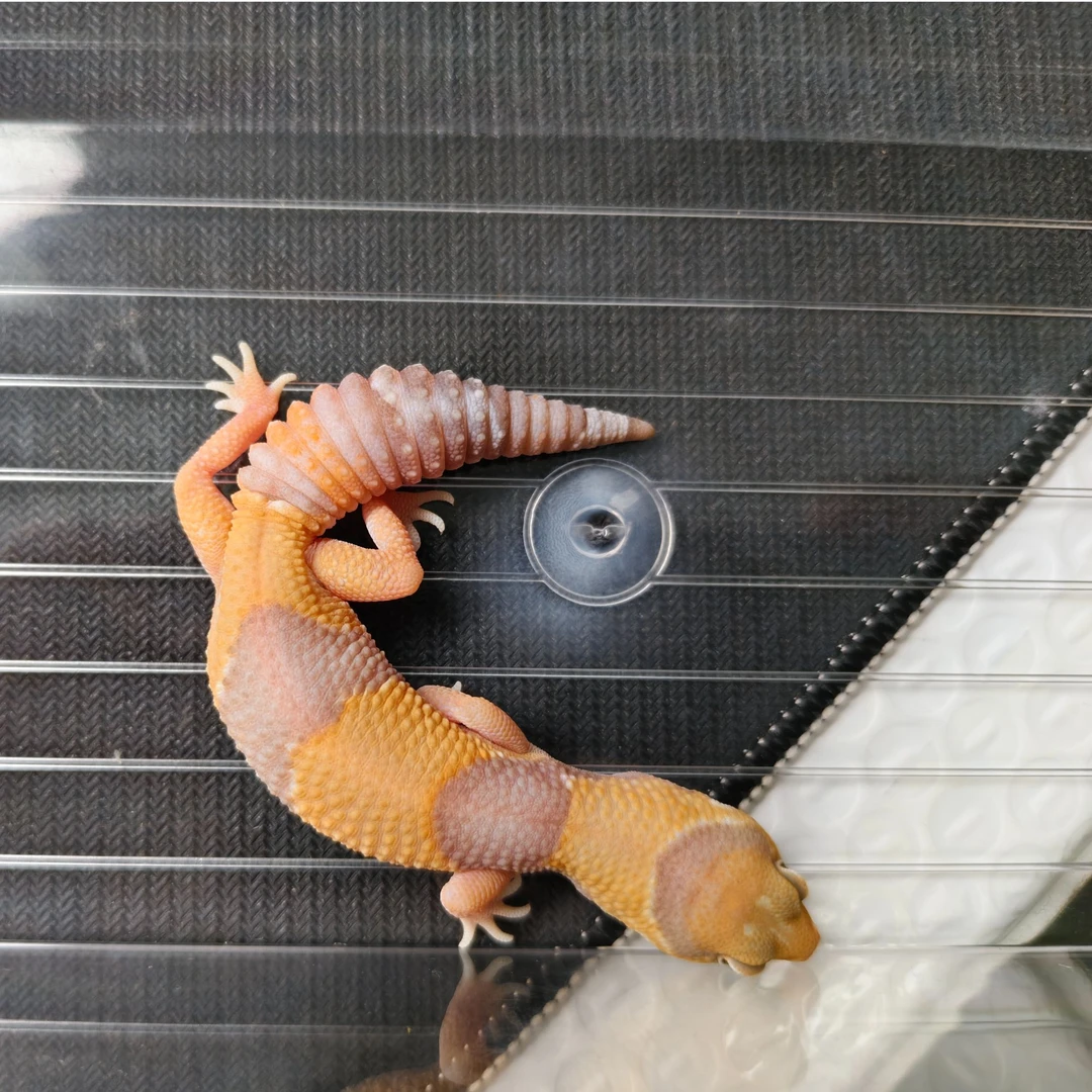 橘白肥尾守宫  妹妹