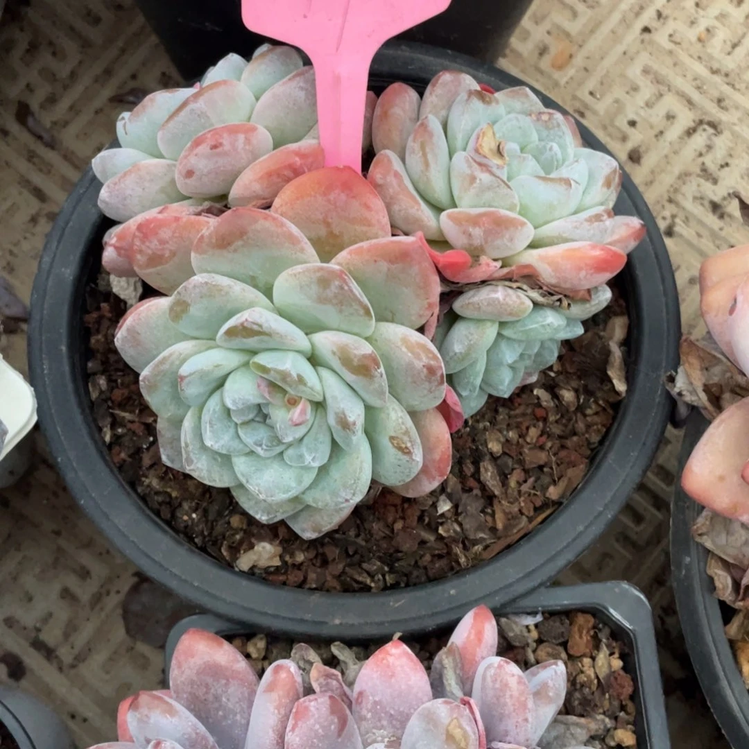 97号冰玉多头群生