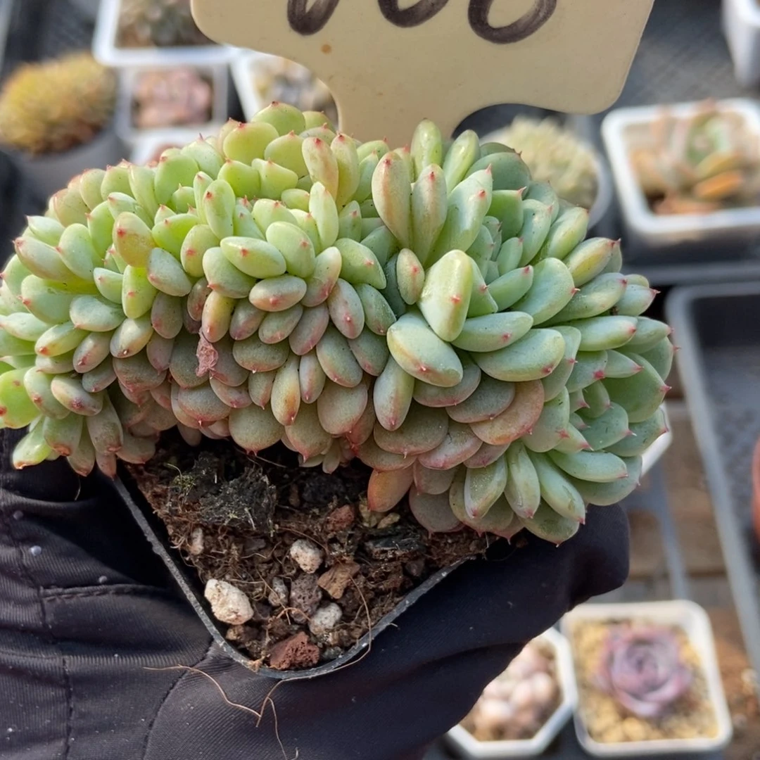 600白胖子多肉植物保护