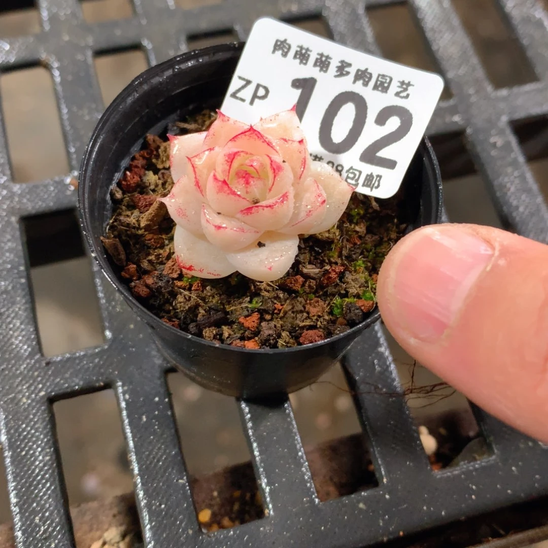 肉萌萌拇指盆精控多肉ZP102