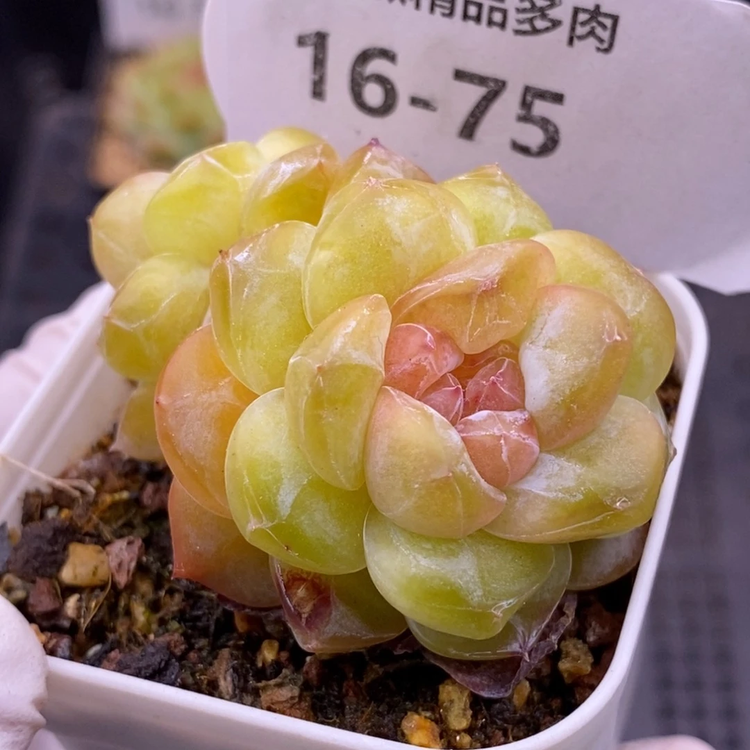 【闪购商品】16-75