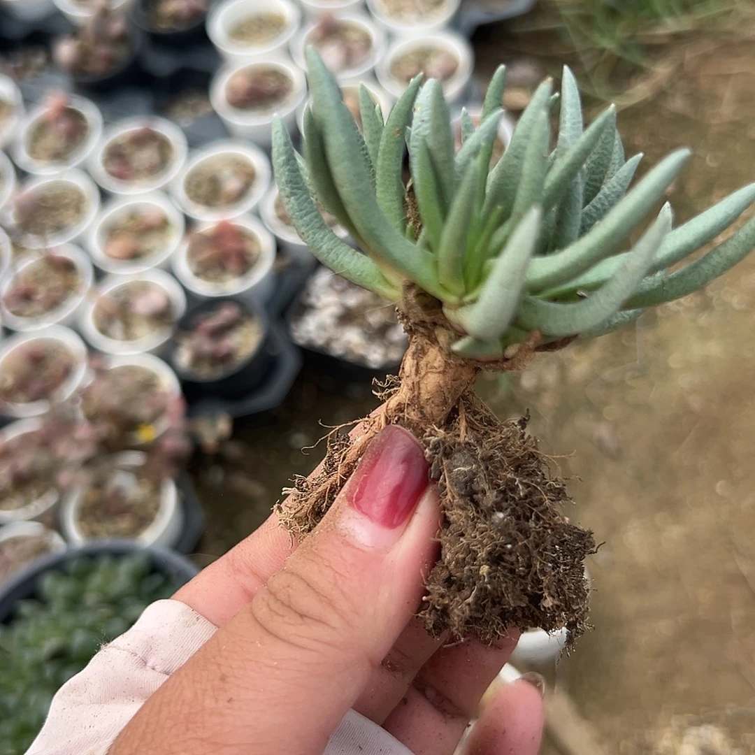 多肉植物多肉植物