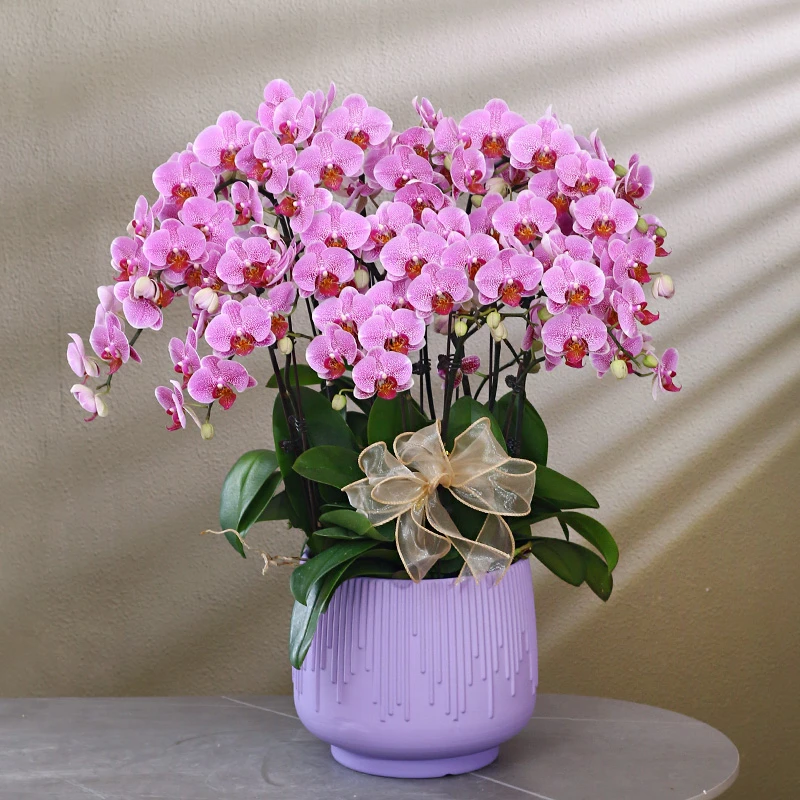 【星月传说】紫色系蝴蝶兰带花带盆组好发货乔迁送礼前台客厅美化