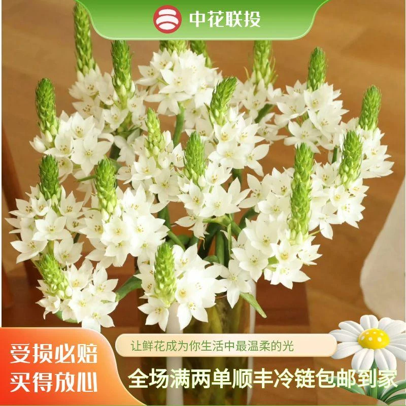 云南直发【雀梅】新店福利水养超长花期室内装饰时令鲜花鲜采直发