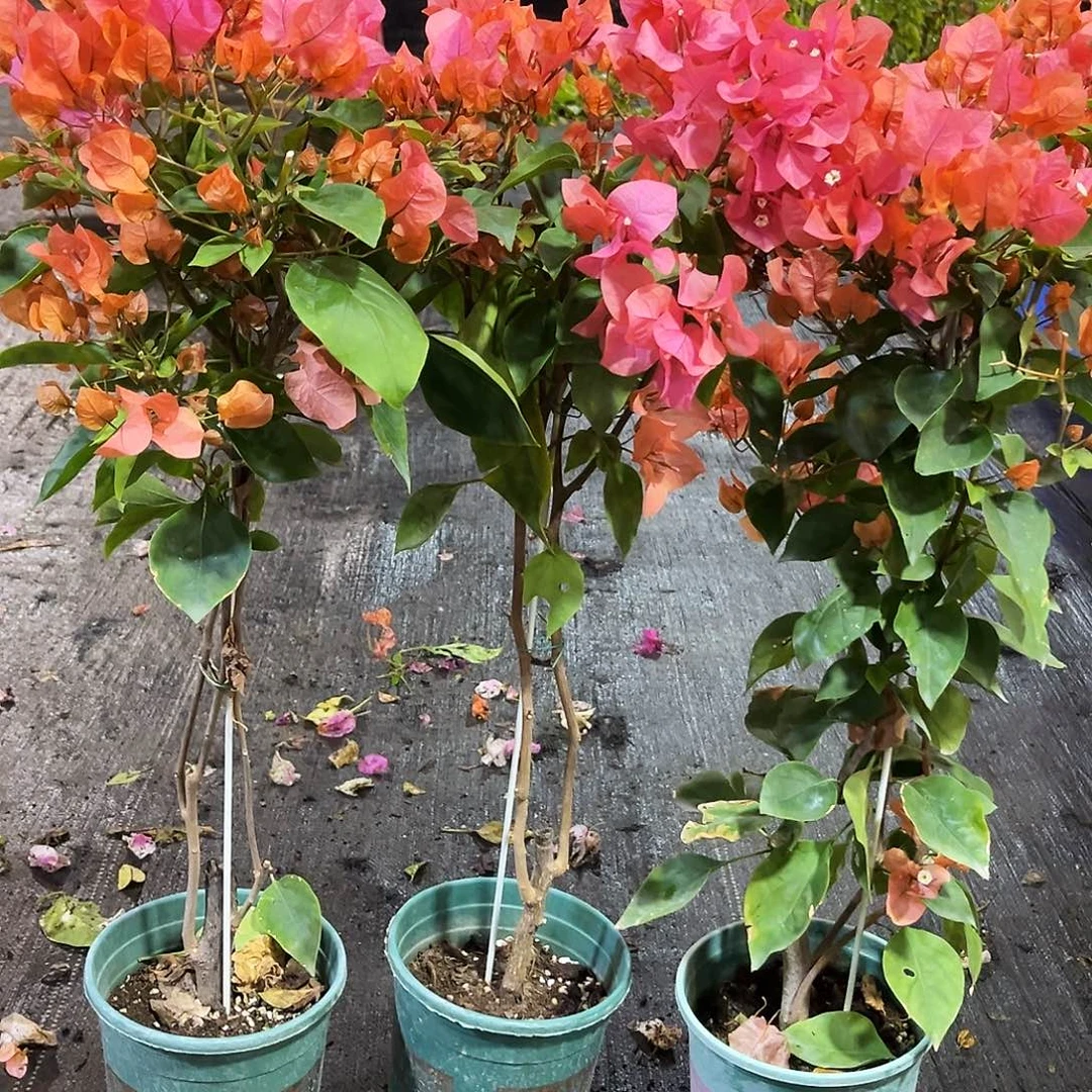 完全开放波妹带竹一颗