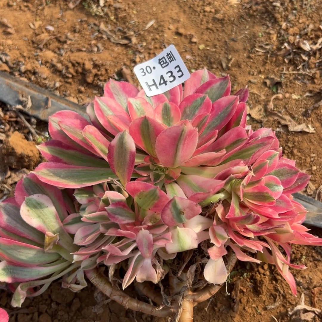 433 女巫，多肉法师