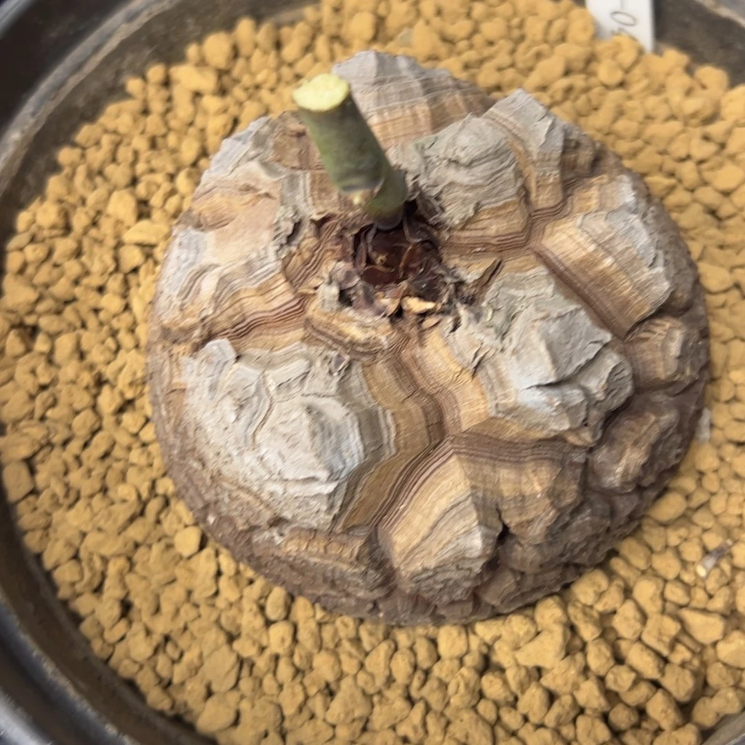 精品盆栽养定龟甲龙0465号