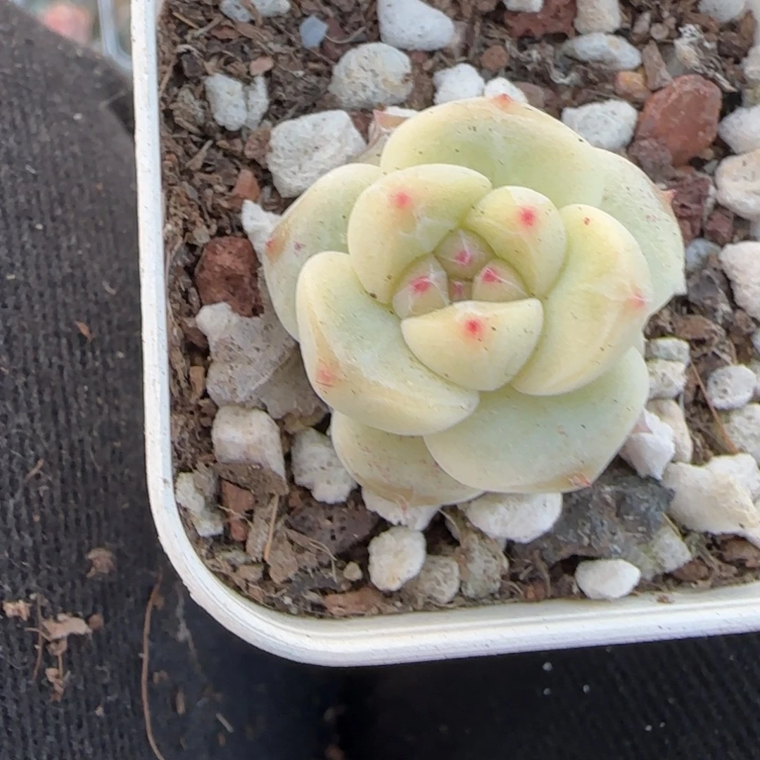 多肉小卡拉米糖心一物一拍