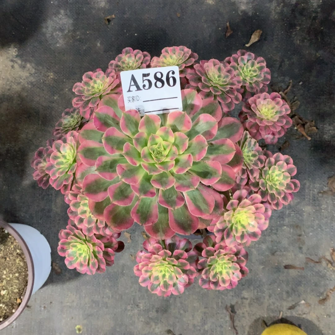 红同白586法师多肉植物3800000000000