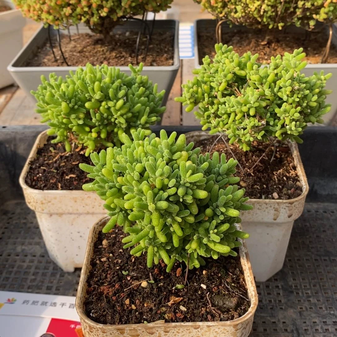 枝干番杏多肉植物211