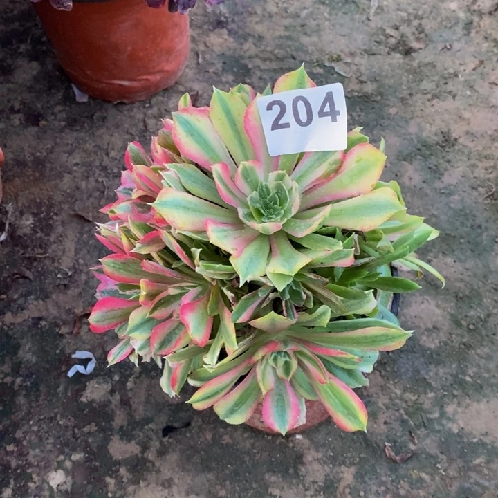 204光辉七彩多肉