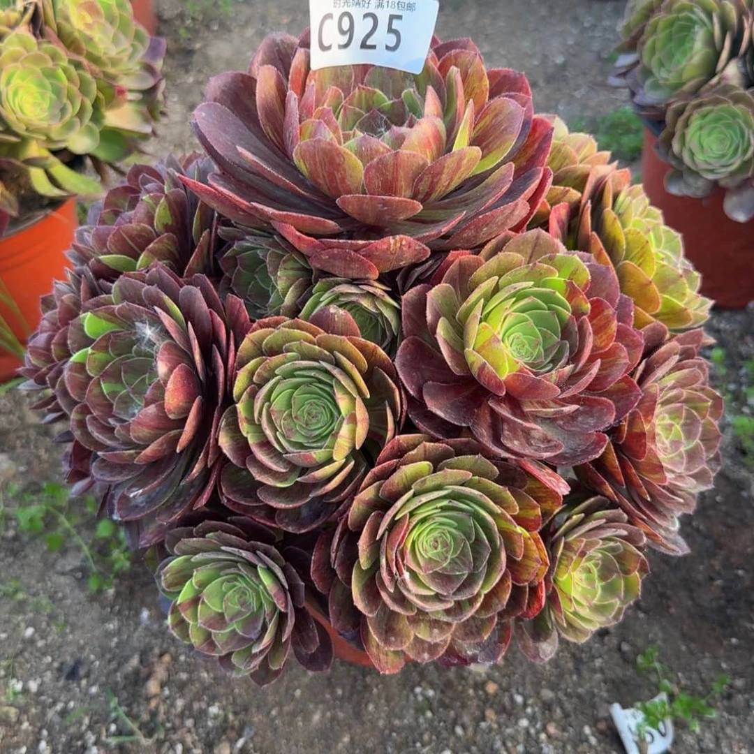 925花月夜。多肉植物