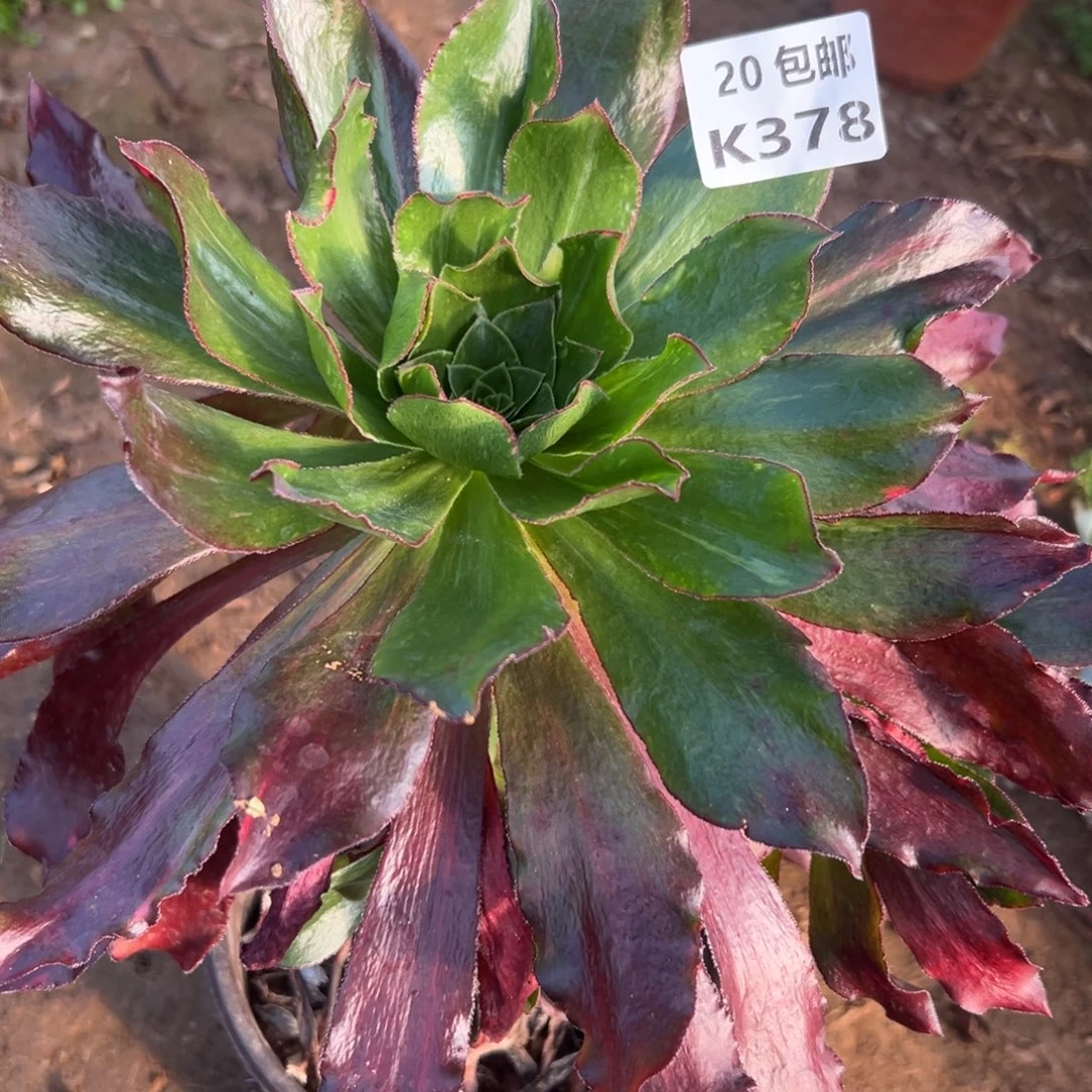 378冰武士，满20包邮嘟叮熊