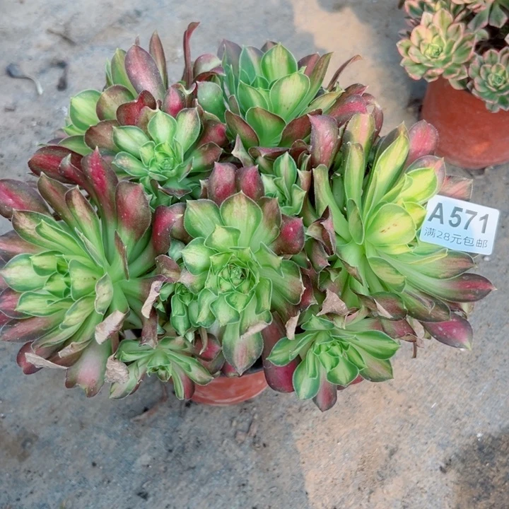 571韶华多肉植物