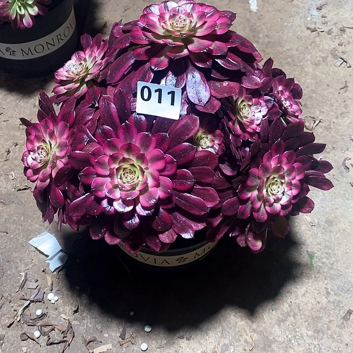 做**己法师植物一物一拍011