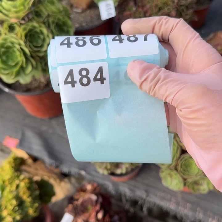 李****多肉植物荷兰玫瑰888888