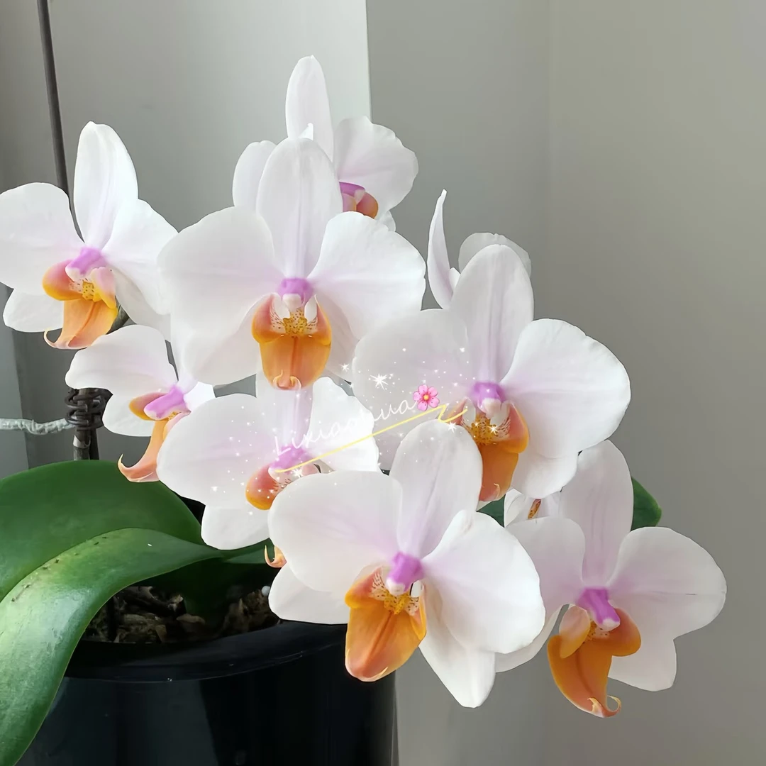 蝴蝶兰苗【豆蔻年华】小花型，2.8寸杯，无花剑未开花