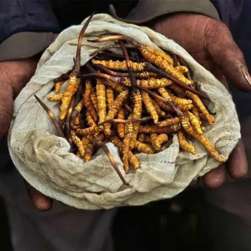 【拍5根发10根】高海拔冬虫夏草