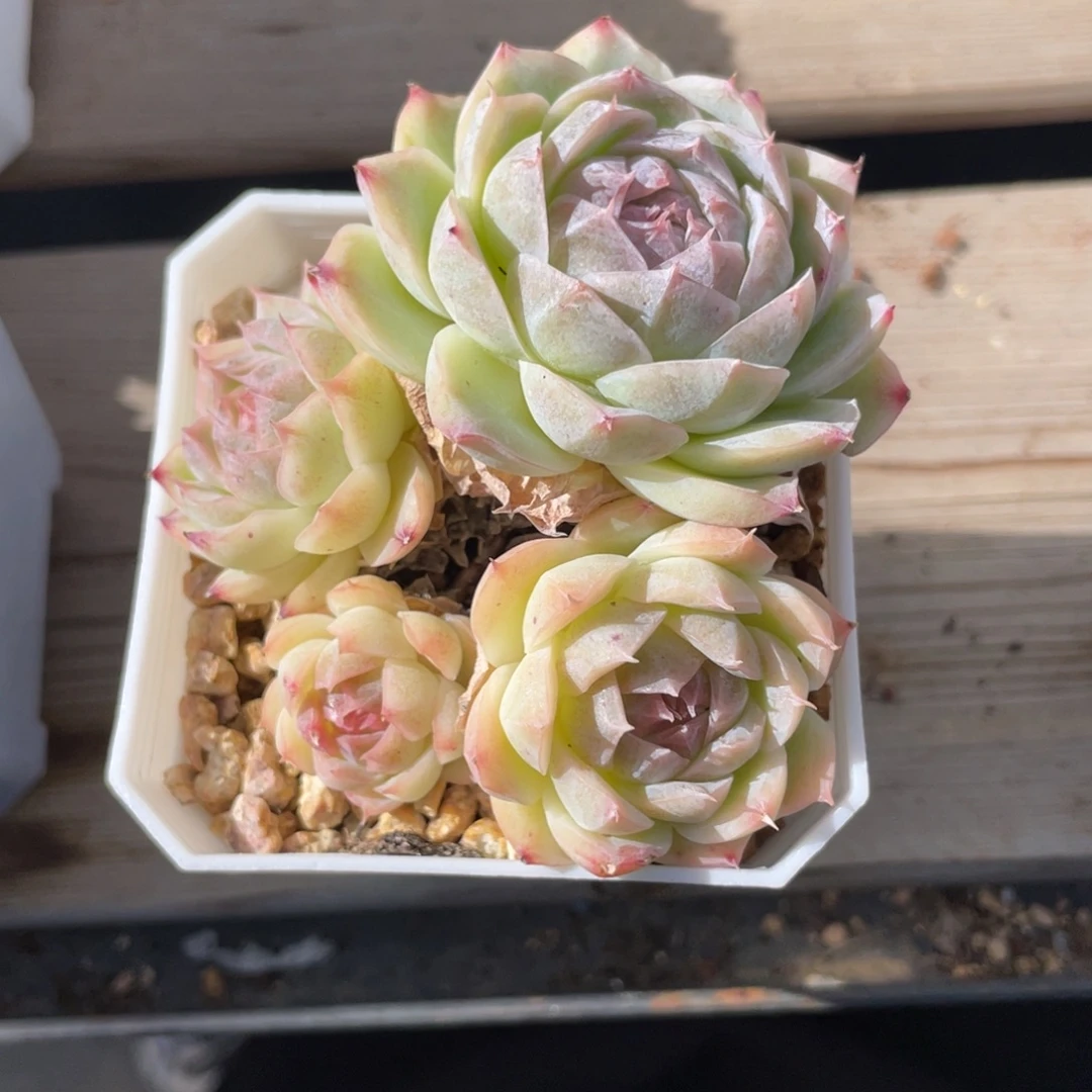 优选女王包子多肉1230