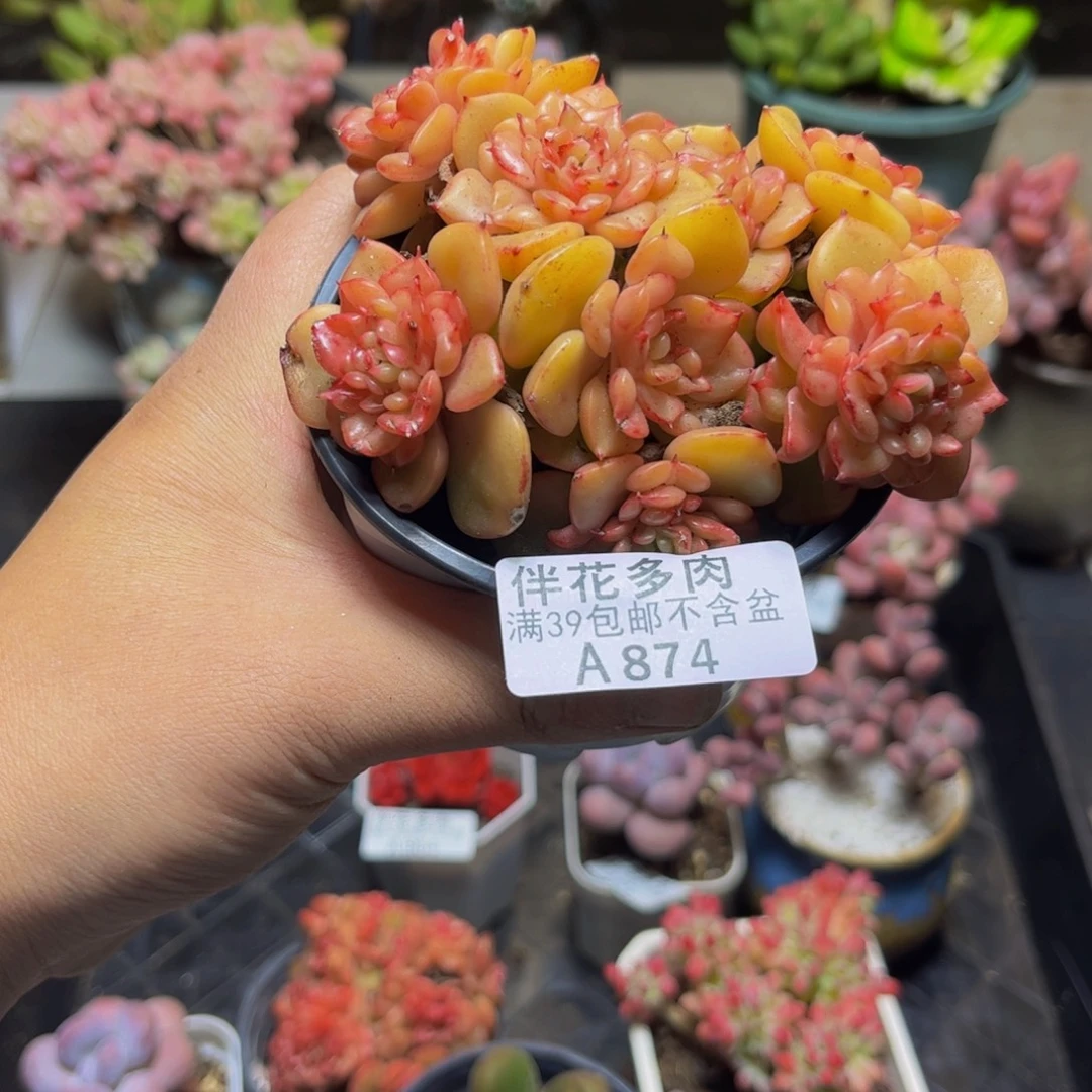 874蜡牡丹9厘米多肉