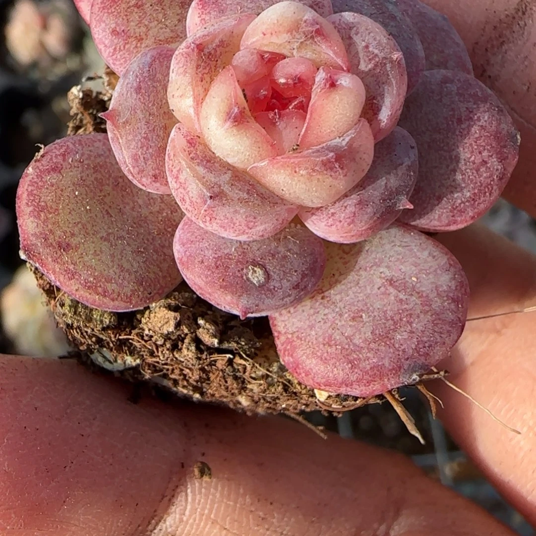 小卡拉米糖心一物一拍