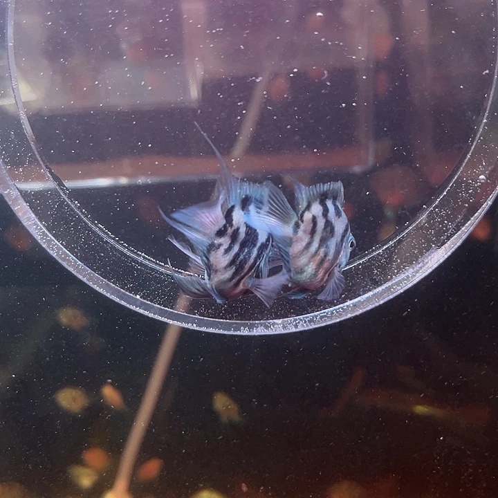 海水鱼迷你鹦鹉鱼