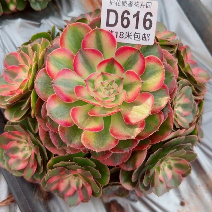 多肉法师荔枝捧花
