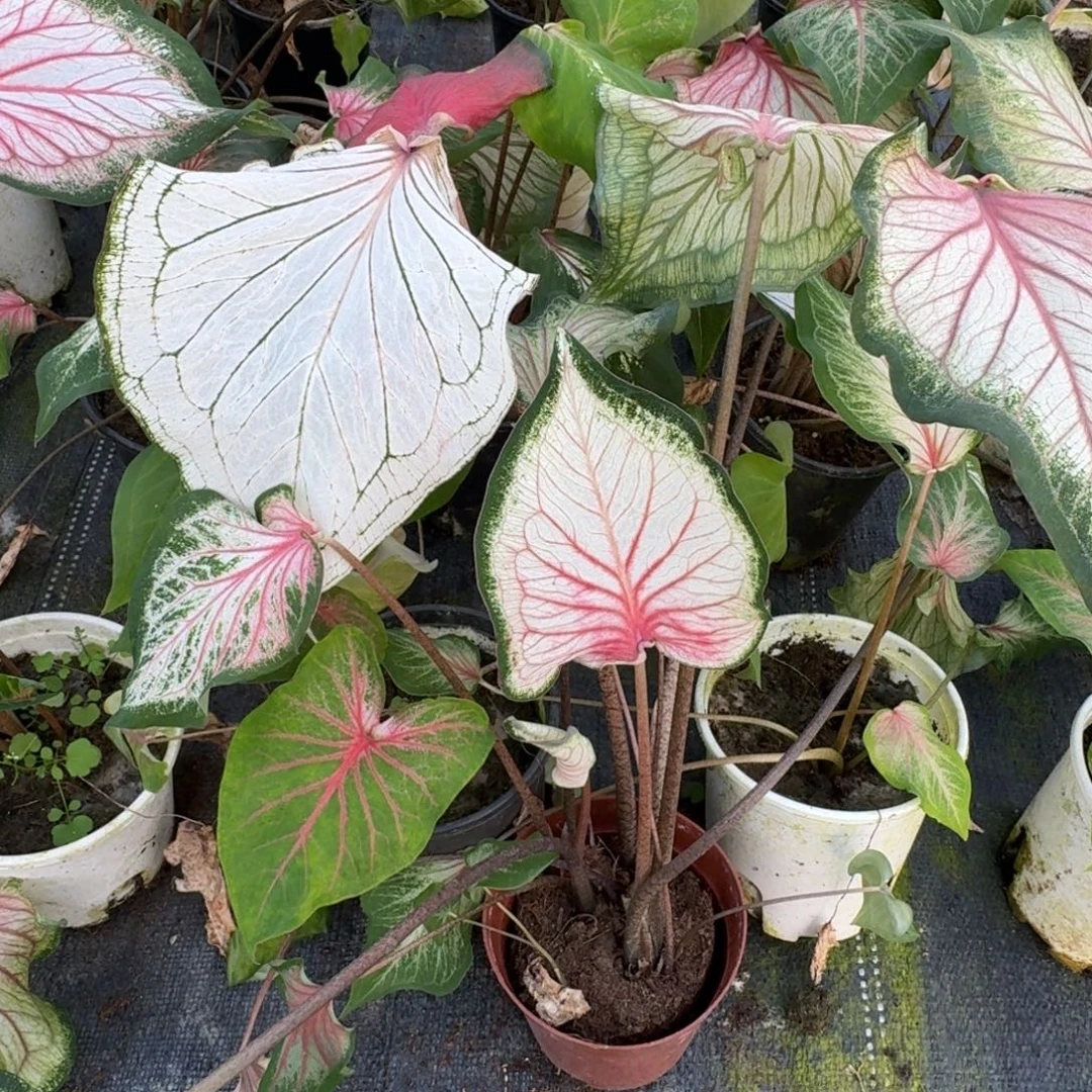 无花朵粉宝石组合种球5公分