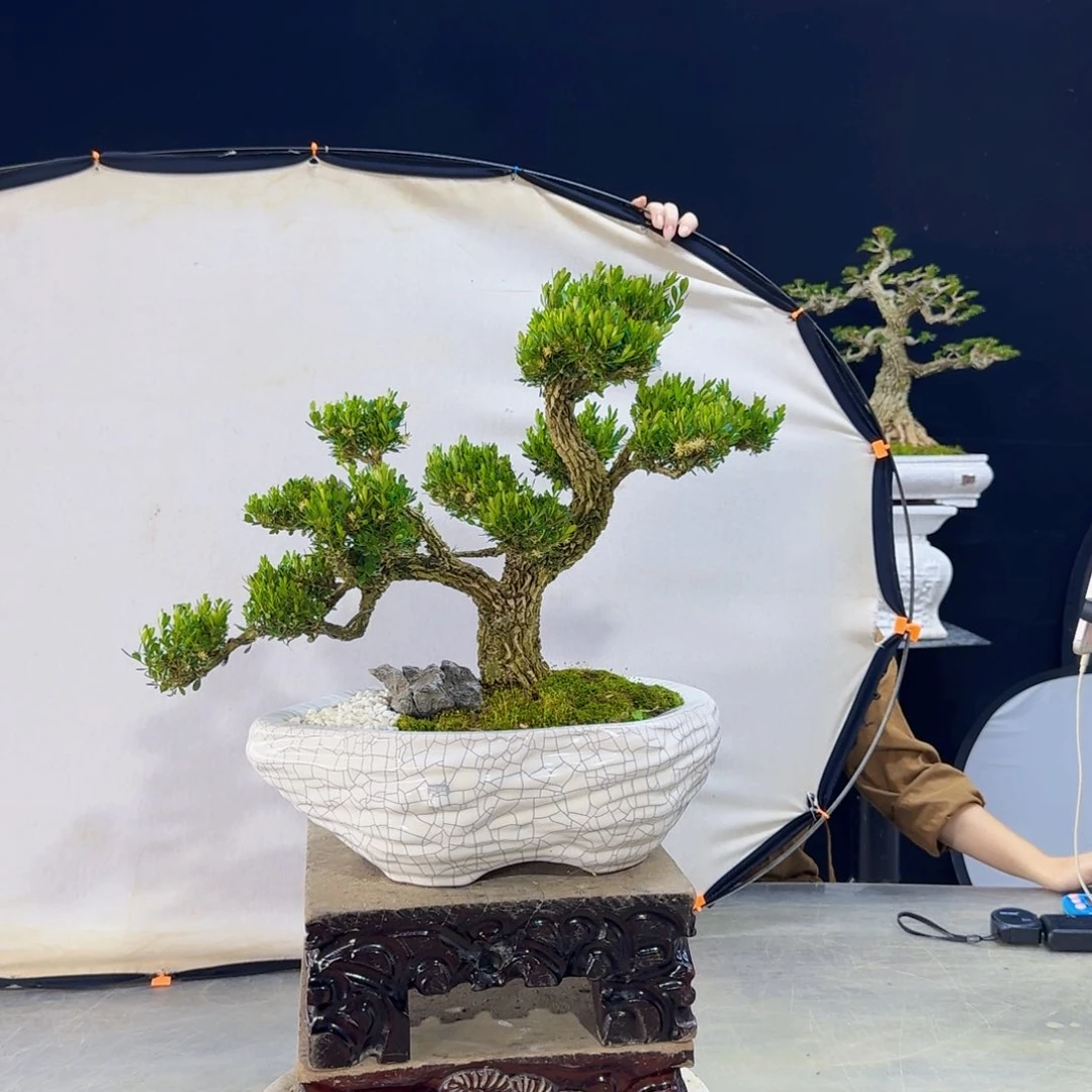 高端黄杨盆景艺术