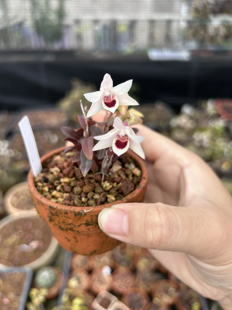 丹霞白花米铁石斛兰花绿植盆栽 矮种红杆铁米透气