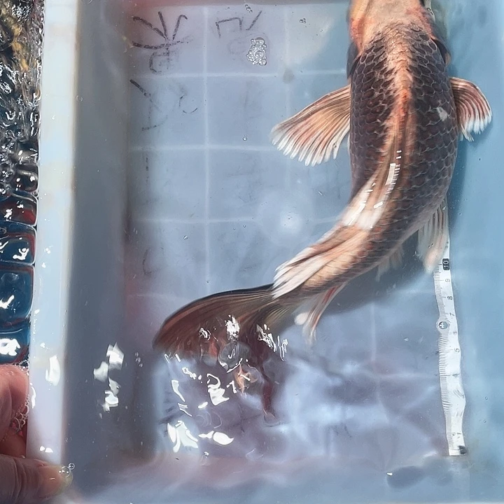 蝴蝶鲤鱼渔场直发61