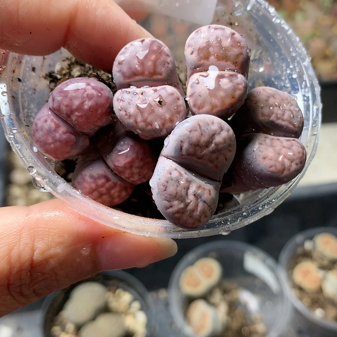 H43多肉植物保护研究所
