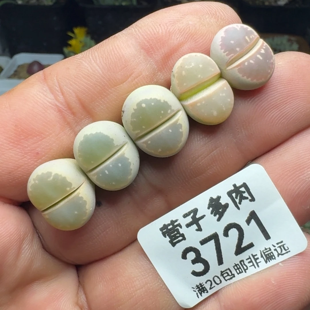 橄榄。 3颗。