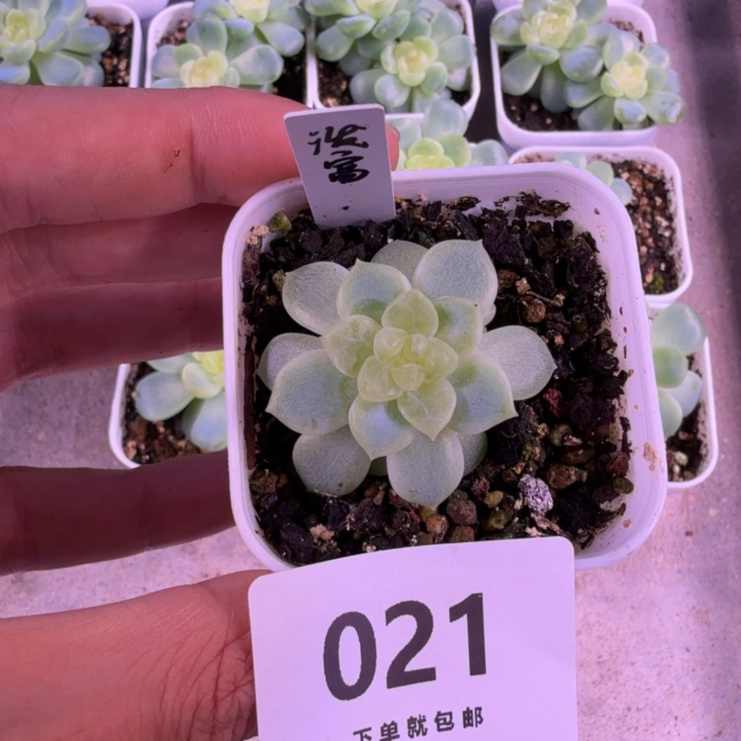 泼天富贵一物一拍021