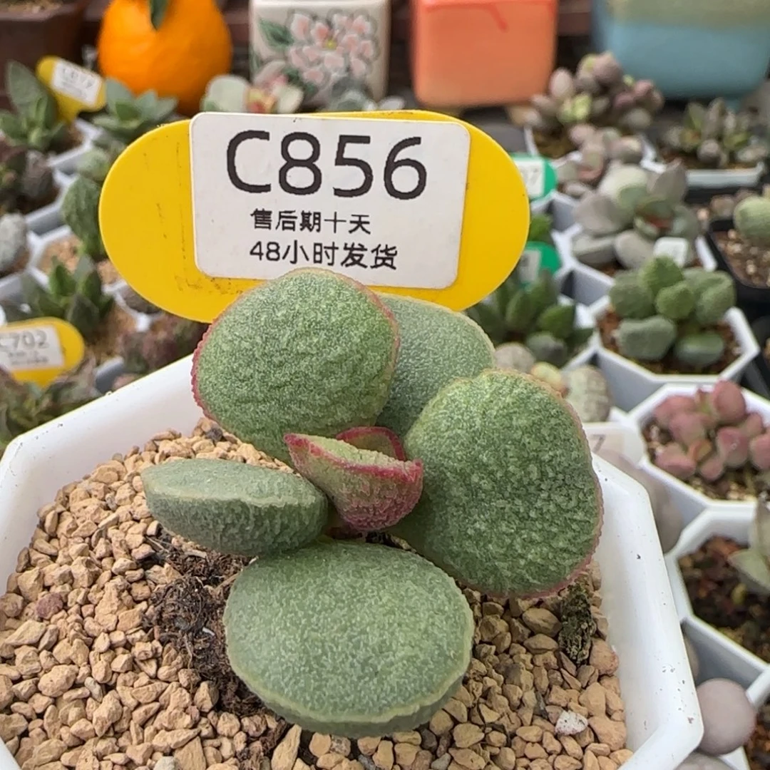 粉木耳。   856。