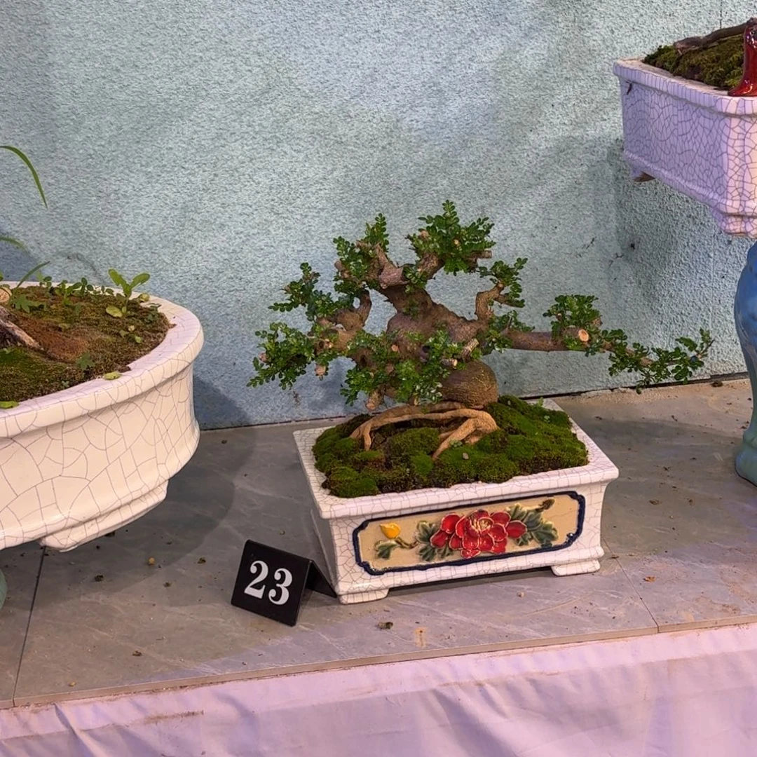 赏***哥无花朵11111111111