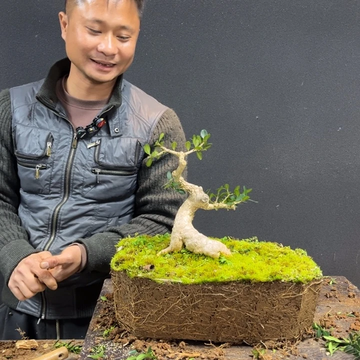 ****无花朵黄杨等地的一些地方