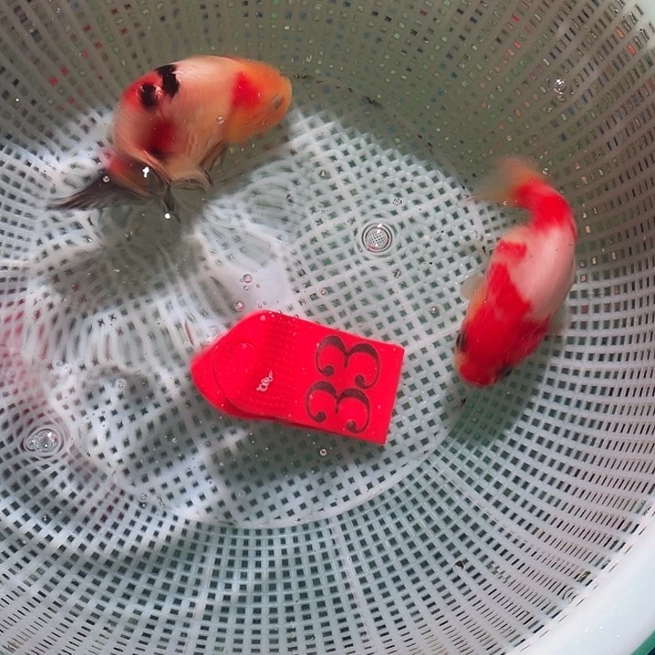 海水鱼33号尺寸7-10区间