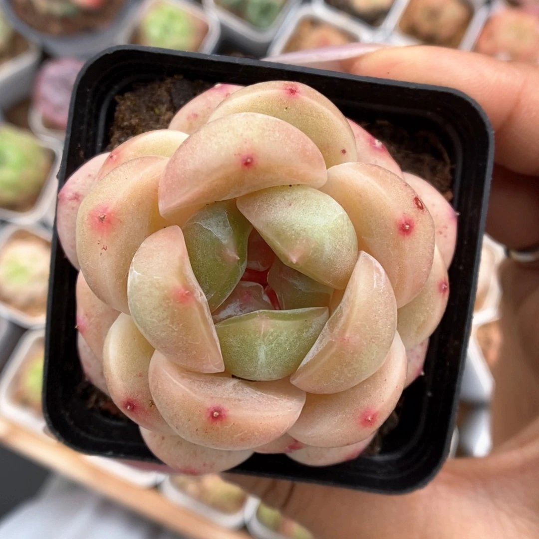 k****n白雪珍妮1856号。
