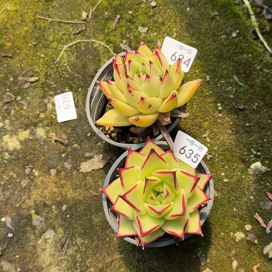 美*634 635号 一物一拍