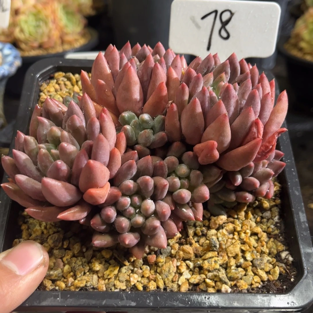 水晶球只发新疆一物一拍