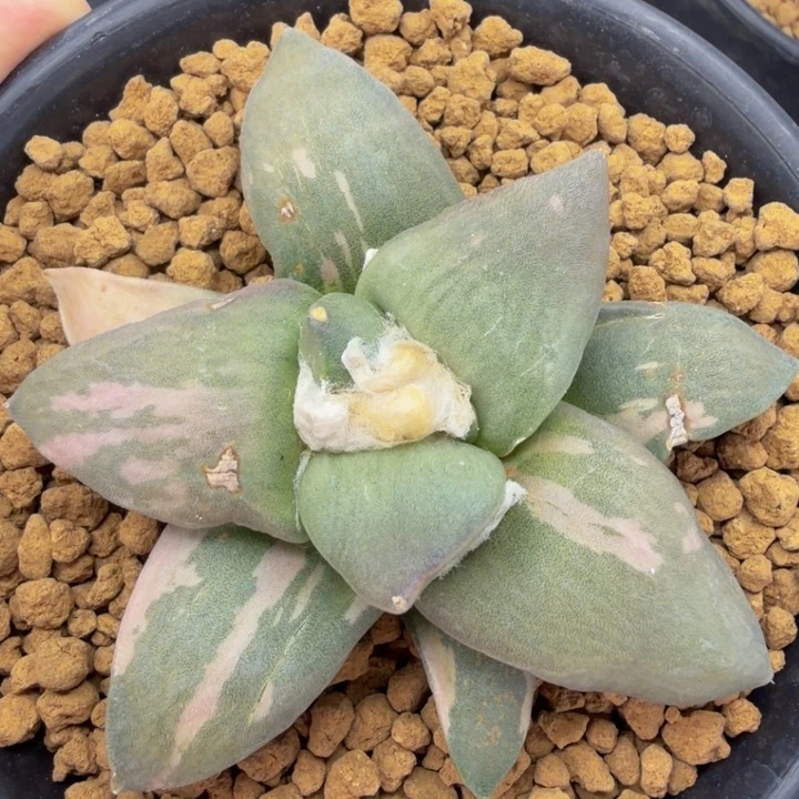 蓝色玉玉牡丹白锦收藏品