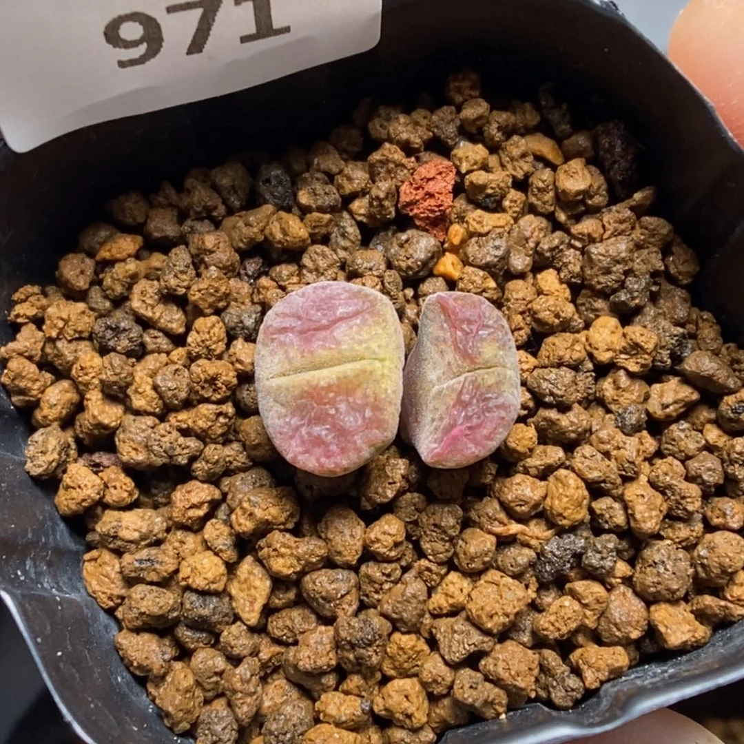 多肉植物肉锥杂交K-971 福利