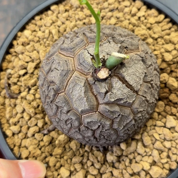 171号龟甲龙带盆包邮