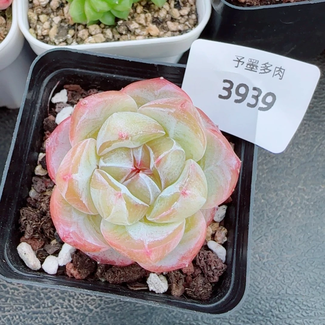 星月，3939多肉植物